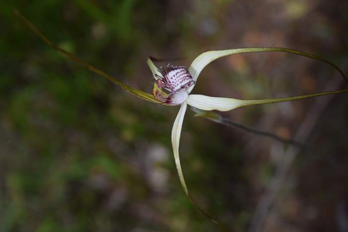 Caladenia - Orchid-spider-0016.JPG